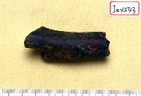 藏品(動物肩化石)的圖片